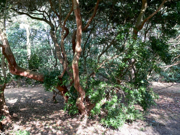 Bois des Moutiers (24) mars 2012